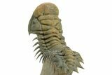Flying Crotalocephalina Trilobite - Exposed Hypostome #359239-5